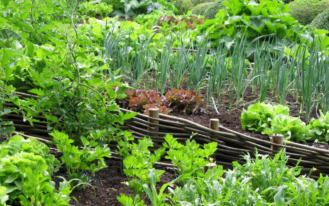 Ecotable : notre potager Bio au Lycée Hôtelier